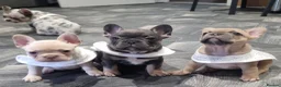 French Bulldog dogs for sale:  Open to offers Beautiful French Bulldog  - Advert 2