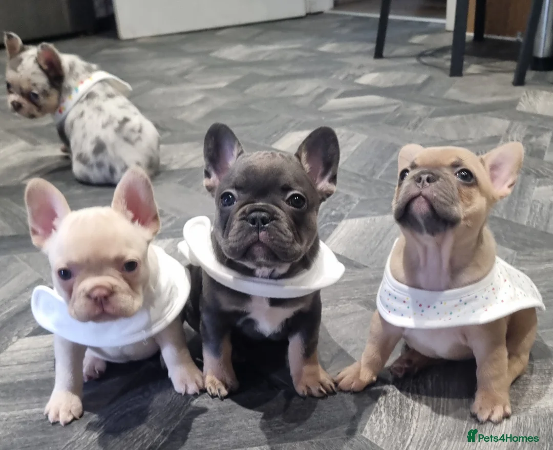 French Bulldog dogs for sale:  Open to offers Beautiful French Bulldog  - Advert 2