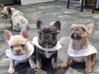 French Bulldog dogs French Bulldog - Advert 10