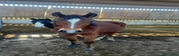 British Warmblood horses for sale: Sports horse and pony colts  - Advert 1