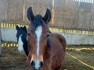 British Warmblood horses Sports horse and pony colts - Advert 12