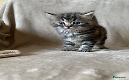 Ragdoll cats for sale: Ragdoll x  - Image 3