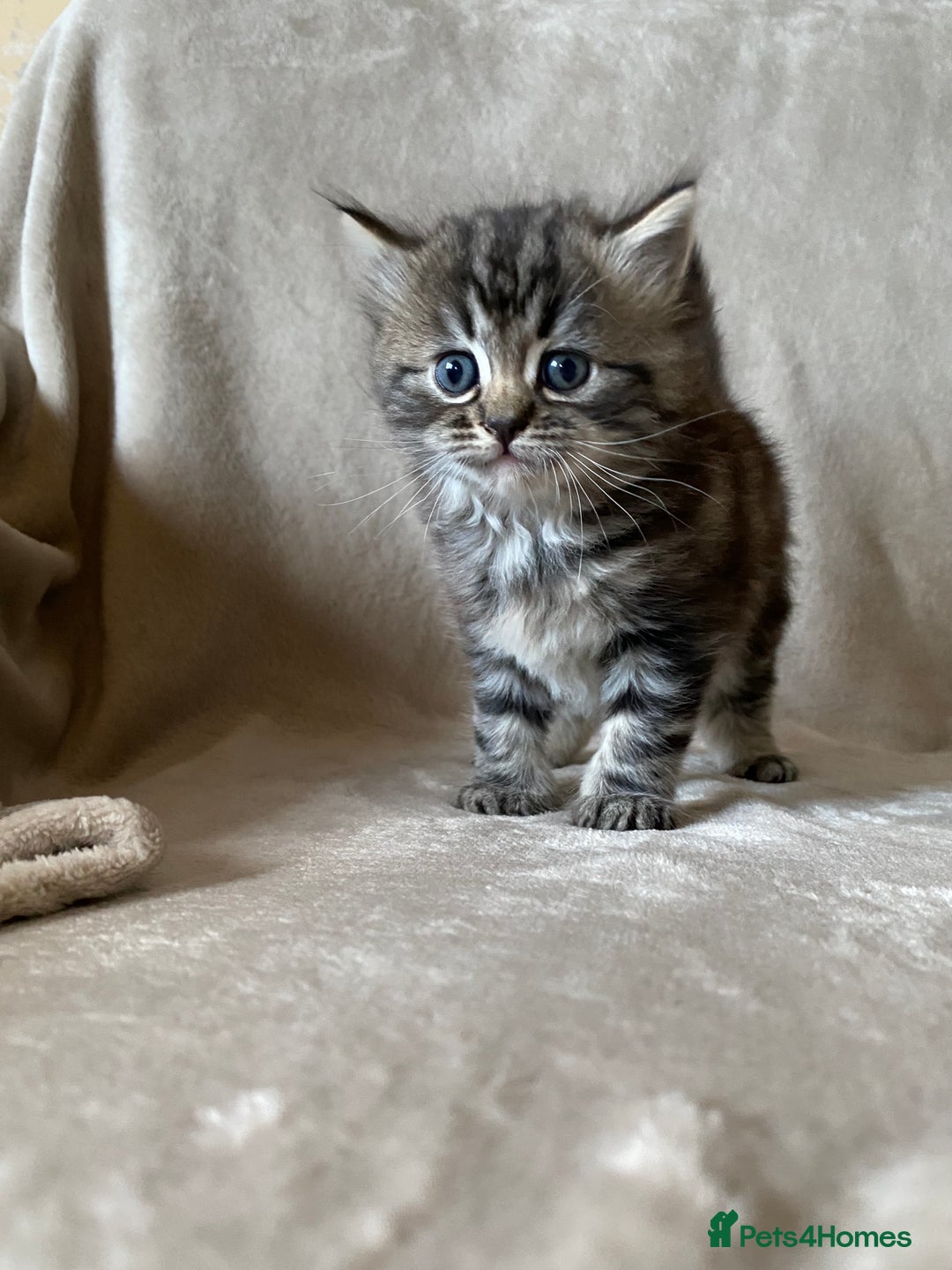 Ragdoll cats for sale: Ragdoll x  - Image 3