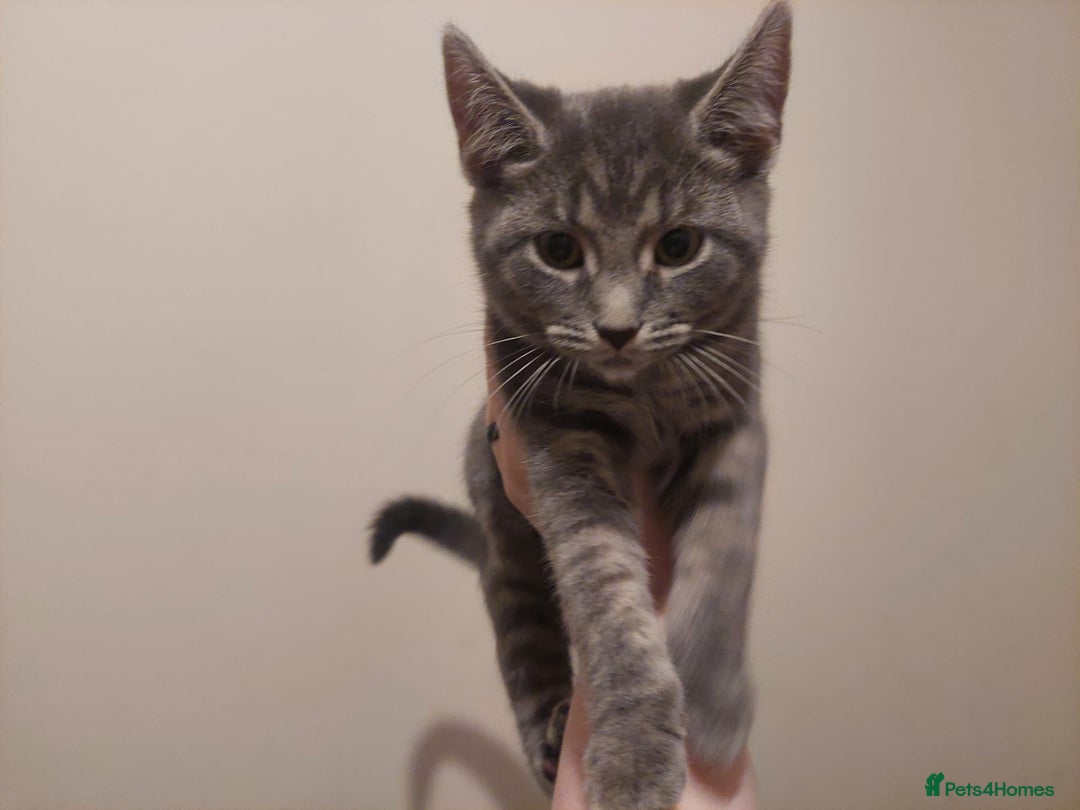 Mixed Breed cats for sale: 5 kittens for sale 13 weeks old ready to go  - Advert 7