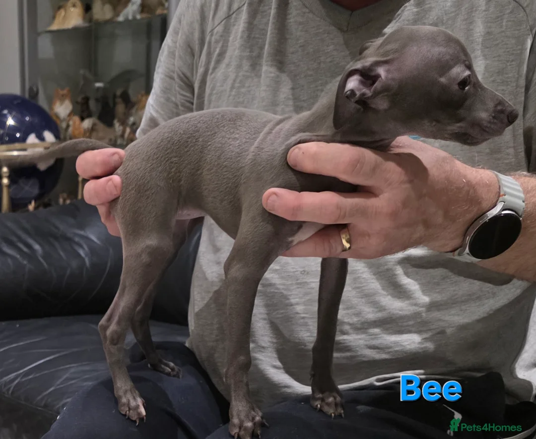 Italian Greyhound dogs for sale: 20 th feb KC reg quality  Just 1 blue boy & girl - Advert 5