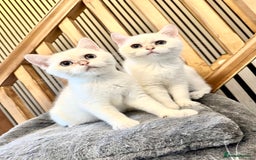 British Shorthair cats for sale: Adorable girls looking for a loving family  - Image 6