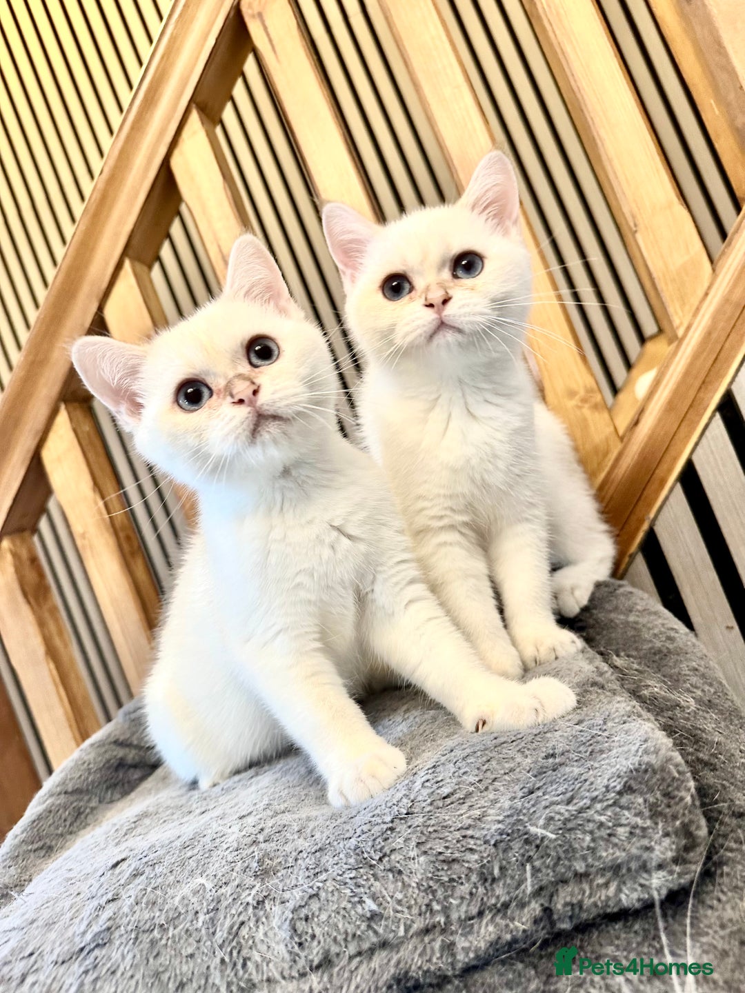 British Shorthair cats for sale: Adorable girls looking for a loving family  - Image 6