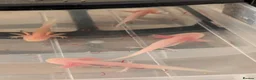 Axolotl reptiles for sale: Beautiful hypo baby Axolotls available last few  - Advert 28
