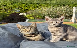 Mixed Breed cats for sale: Tabby - Image 4
