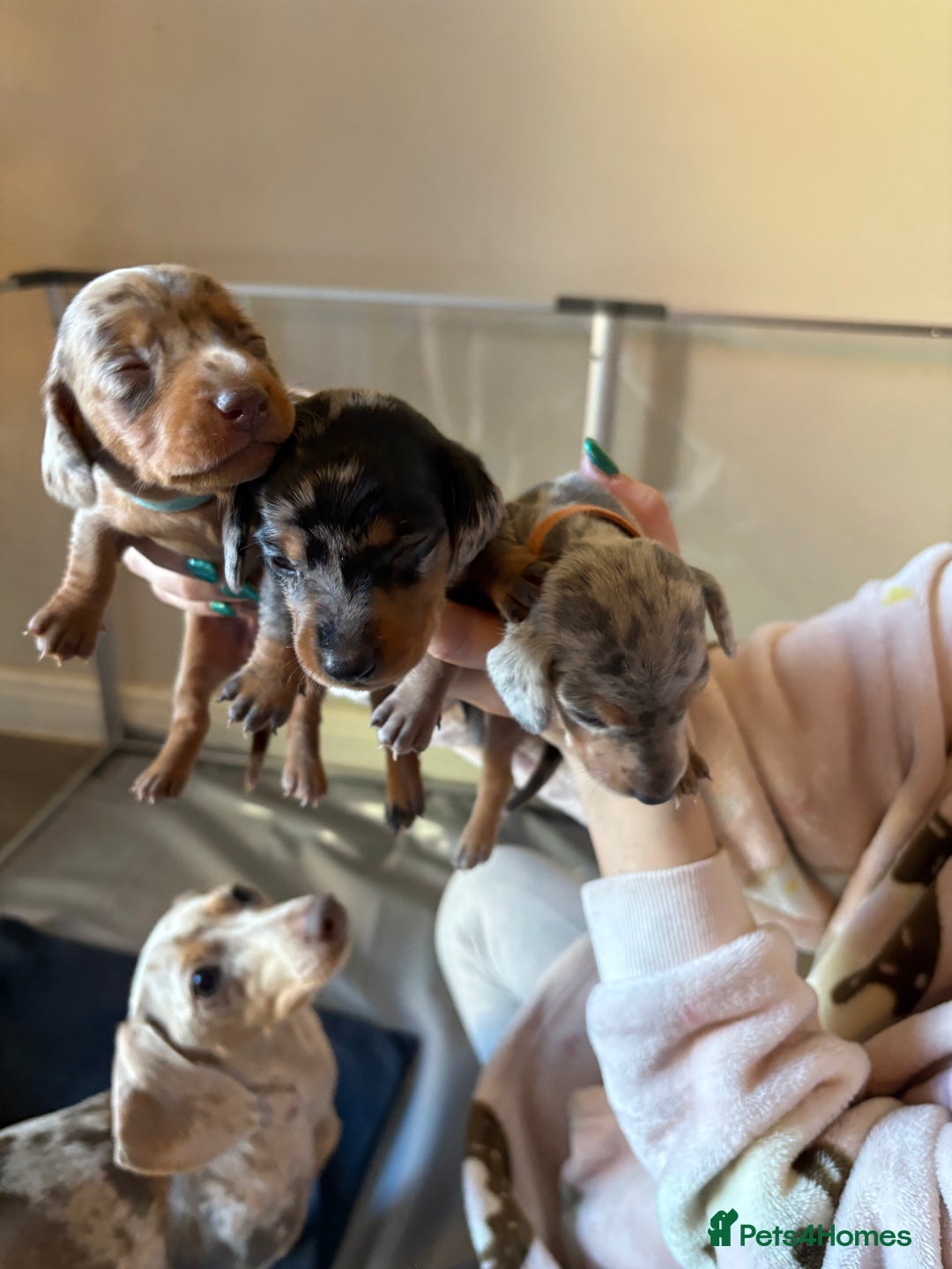 Miniature Dachshund dogs for sale: Miniature dachshund  - Advert 12