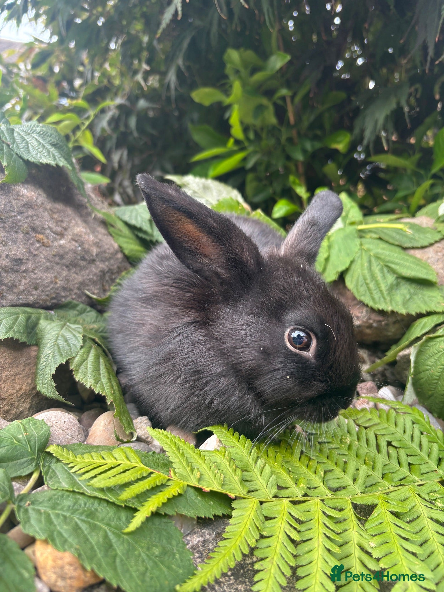Mixed Breed rabbits netherland dwarf x mini lop - orange / black  - Advert 2