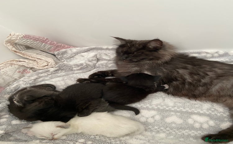 Norwegian Forest Cat cats - Advert 2
