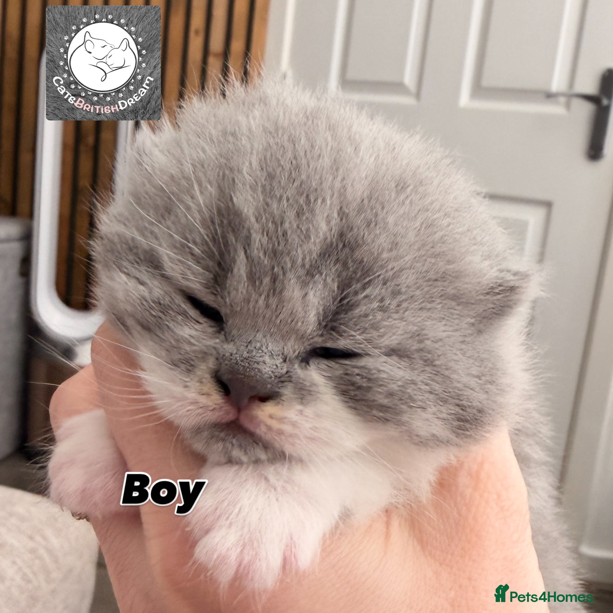 British Shorthair cats BSH BICOLOR KITTENS FROM WORLD CHAMPIONS LINE  - Advert 3