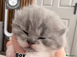 British Shorthair cats BSH BICOLOR KITTENS FROM WORLD CHAMPIONS LINE - Advert 3