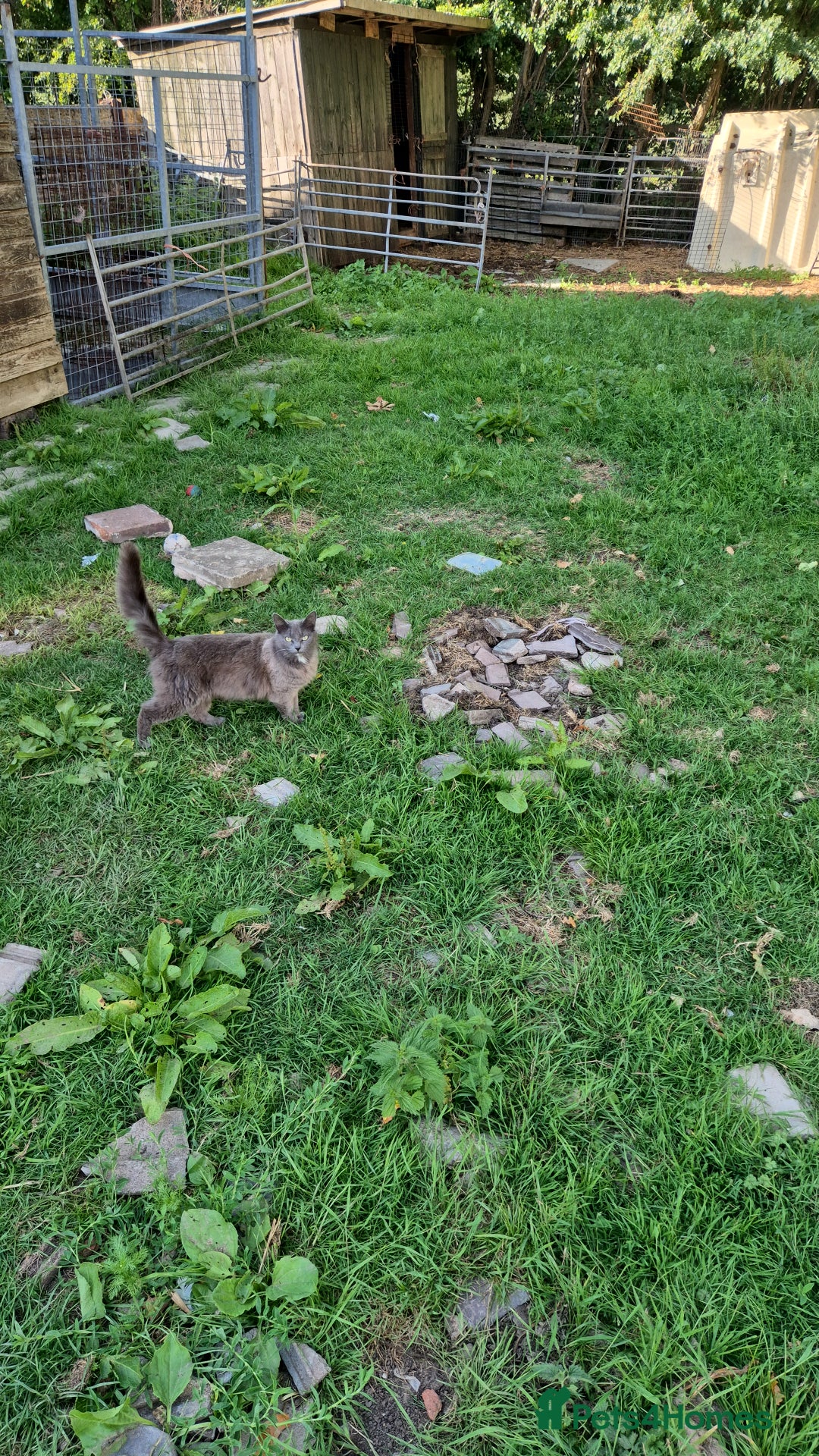 Mixed Breed cats for sale: Lovely  kittens  ready  to go - Image 5