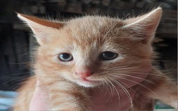 Domestic Shorthair cats for sale: Friendly Farm Bred Kittens,Ready To Leave Now 🐾 - Image 2