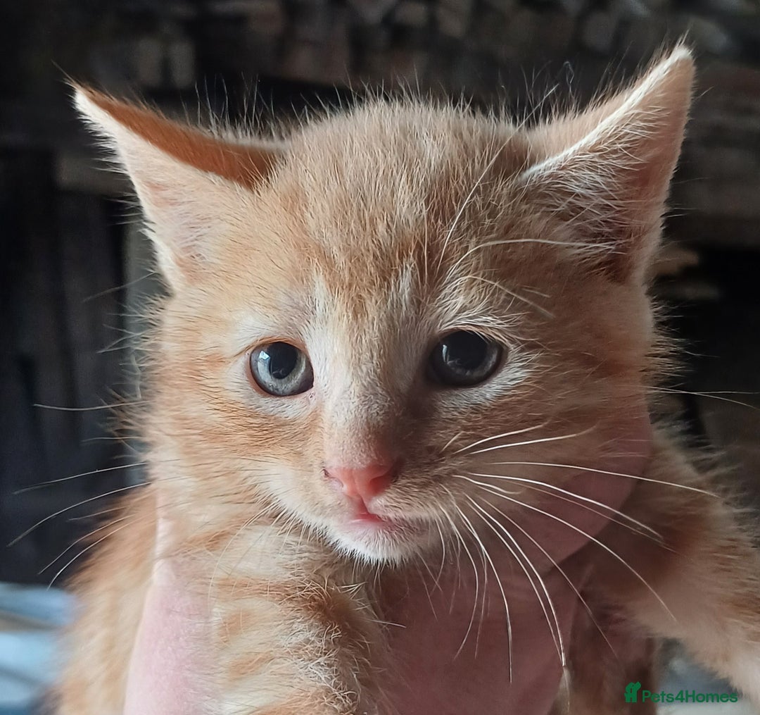 Domestic Shorthair cats for sale: Friendly Farm Bred Kittens,Ready To Leave Now 🐾 - Image 2