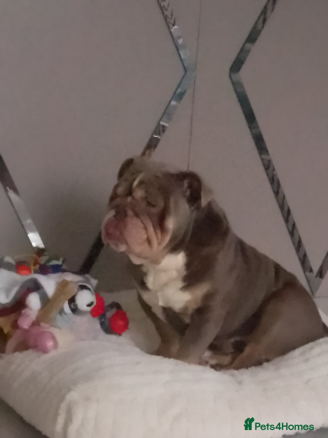 English Bulldog dogs for sale: British bulldog male  - Advert 2