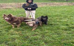German Shepherd dogs for stud: Sabre, big strong straight backed DMclear male GSD in Stoke-on-Trent - Image 16