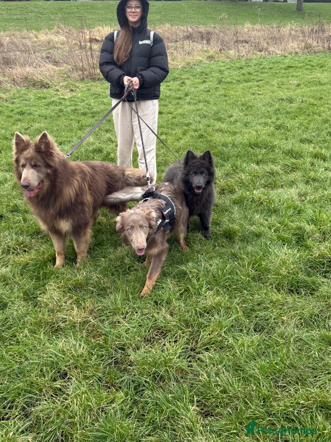 German Shepherd dogs for stud: Sabre, big strong straight backed DMclear male GSD in Stoke-on-Trent - Image 16