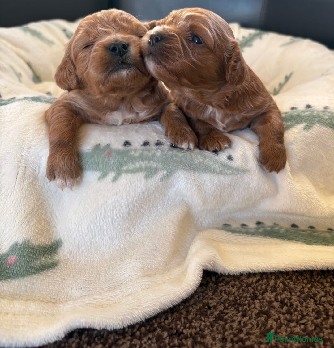 Cavapoo dogs for sale: F1 Toy Cavapoo Puppy’s! - Advert 5