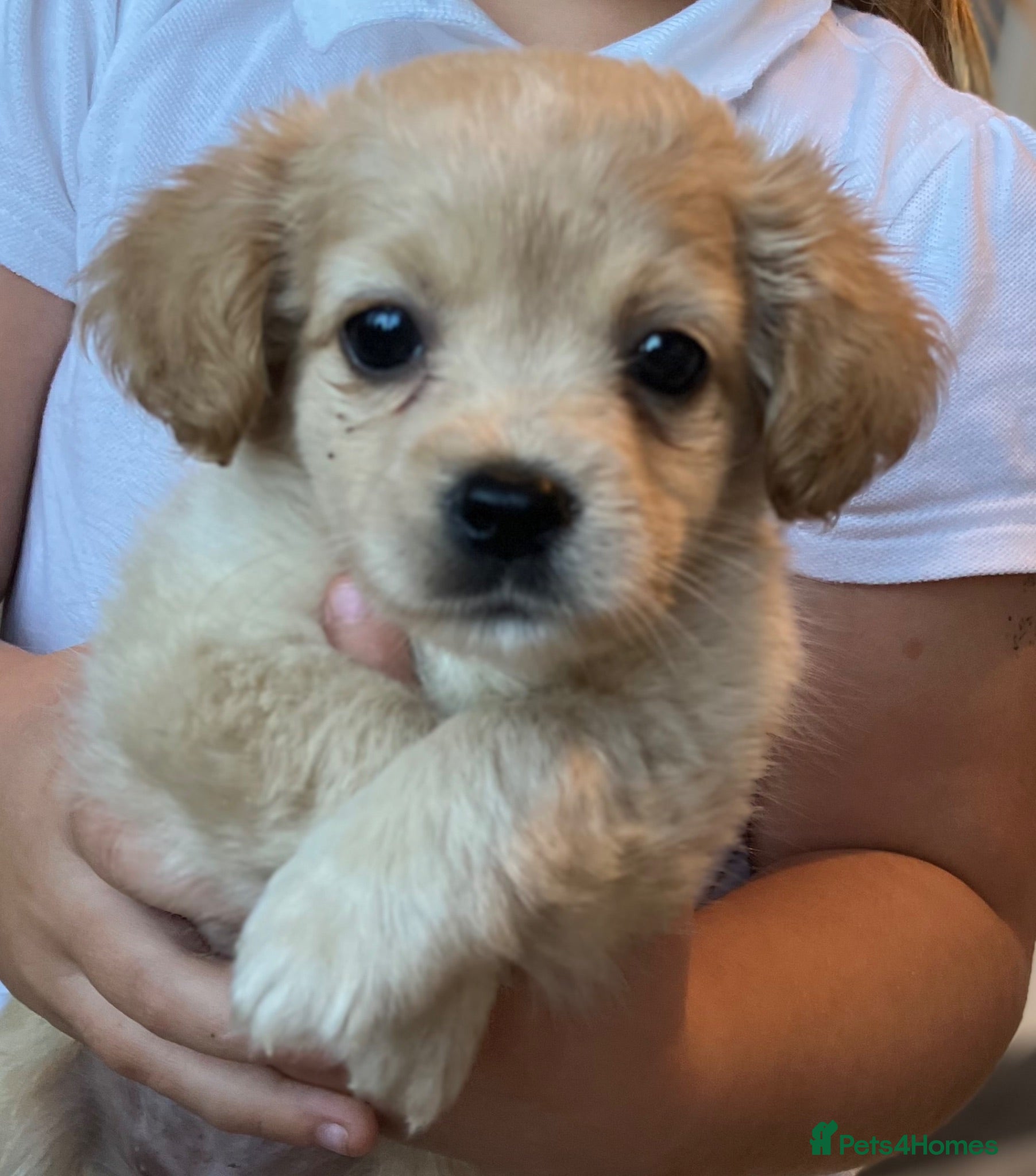 Mixed Breed dogs Beautiful pomjacks for sale - Advert 12