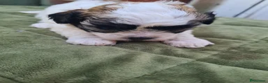 Shihpoo 5