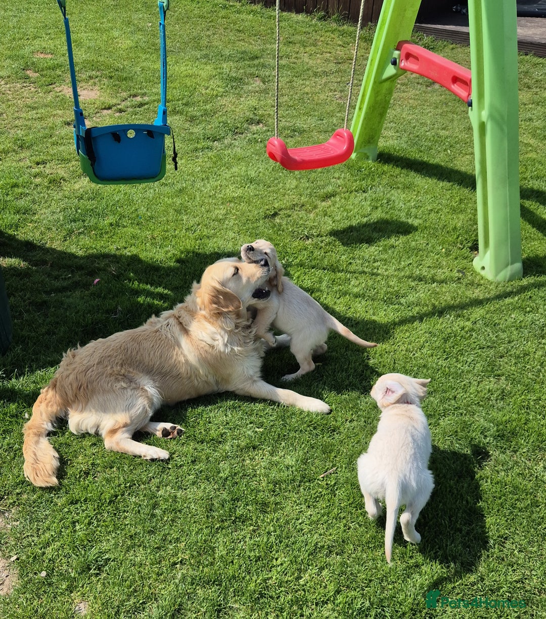 Golden Retriever dogs for sale: KC GOLDEN RETRIEVER PUPPIES HEALTH TESTED PARENTS  - Image 4