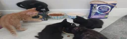 Mixed Breed cats for sale: Adorable Playful Kittens Looking for Home 🐾 - Advert 26