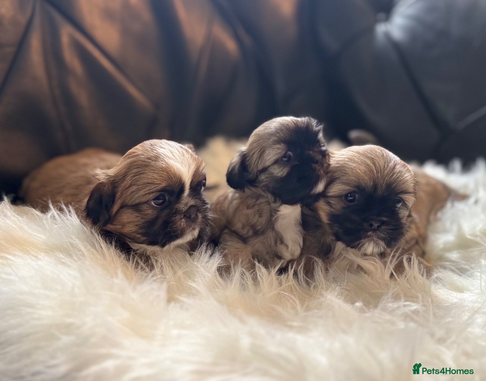 Shih Tzu dogs Beautiful Shih Tzu Puppies – Ready in May - Advert 1