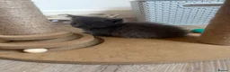 Munchkin cats for sale: RARE BLUE MUNCHKIN BOY - READY TO LEAVE  - Advert 10