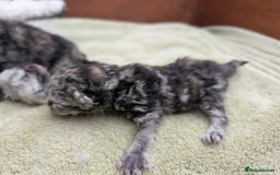 Selkirk Rex cats for sale:   💜 Selkirk Rex Kittens Ready 25th November 💜 - Image 1