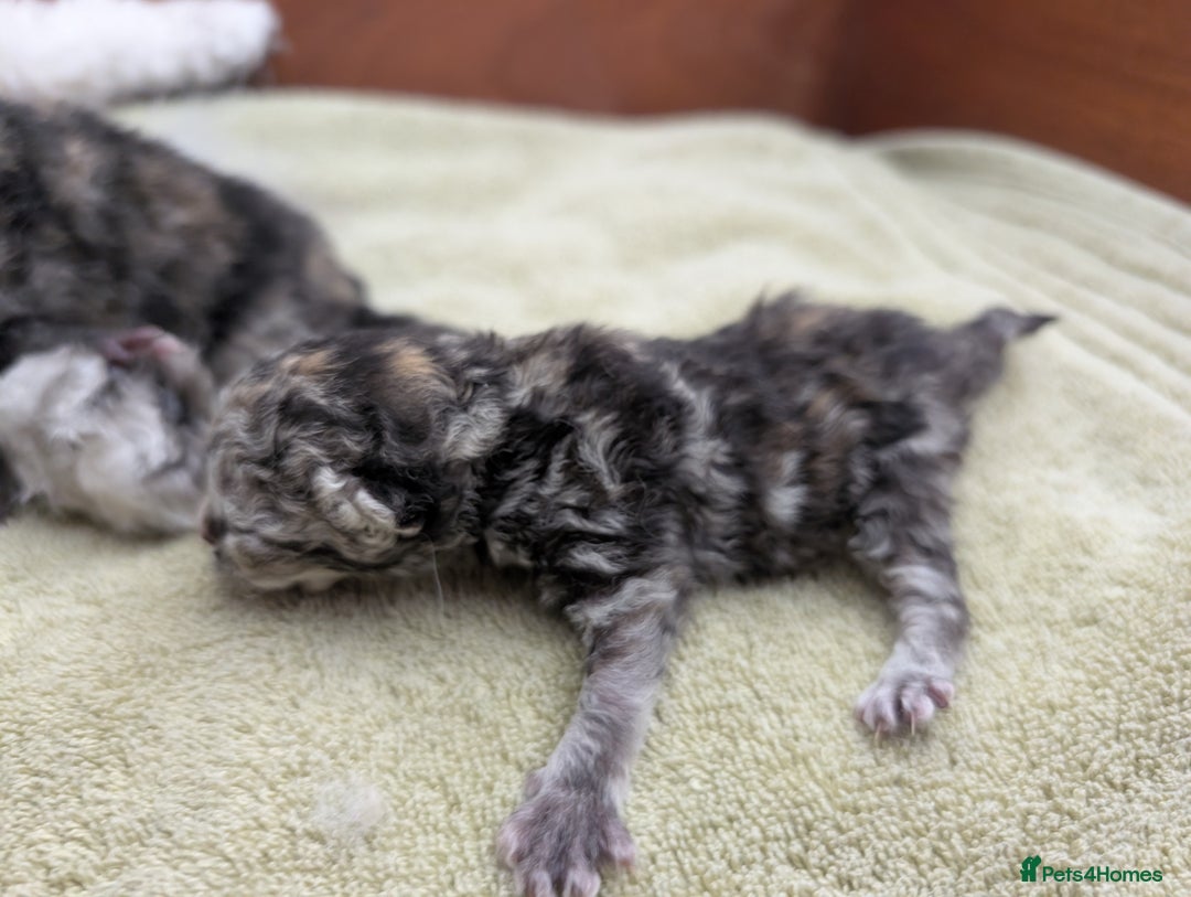 Selkirk Rex cats for sale:   💜 Selkirk Rex Kittens Ready 25th November 💜 - Image 1