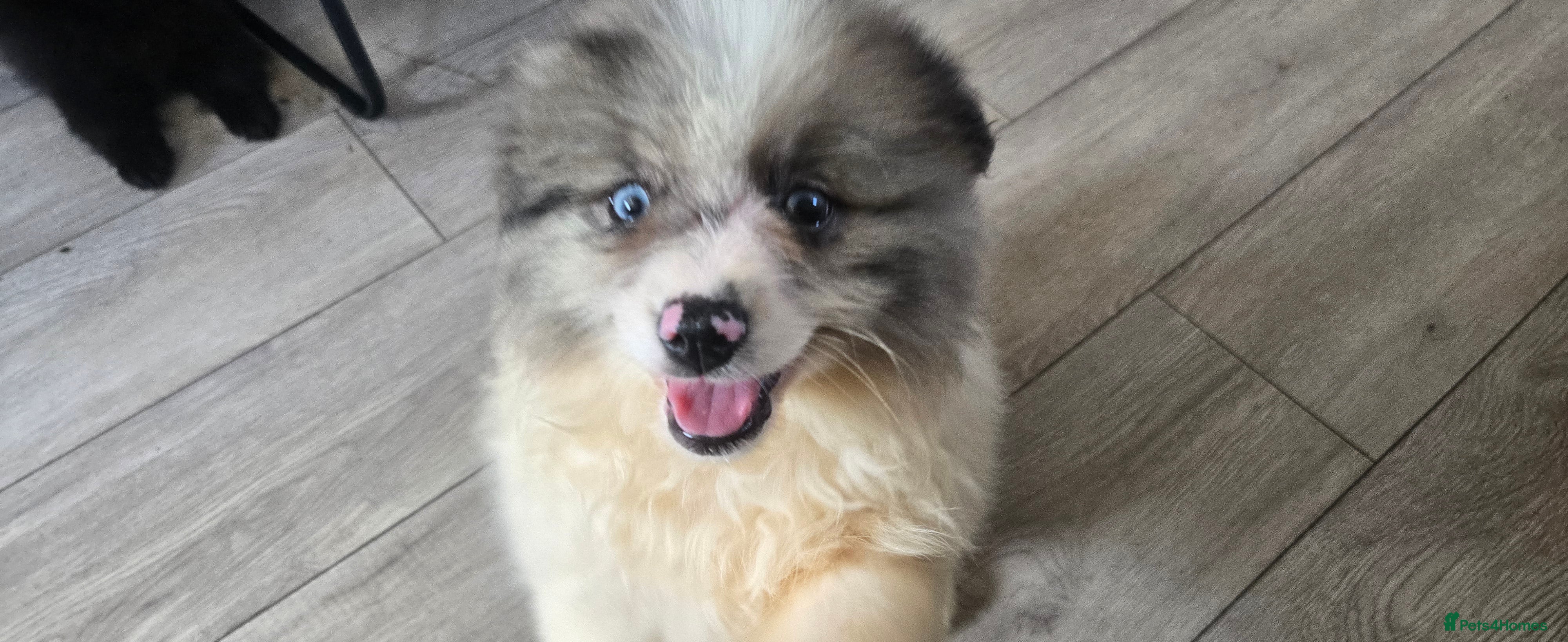 Pomeranian dogs  3 gorgeous pomeranian puppies available  - Advert 1