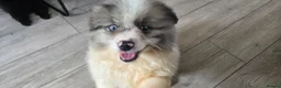 Pomeranian dogs for sale:  3 gorgeous pomeranian puppies available  - Advert 1