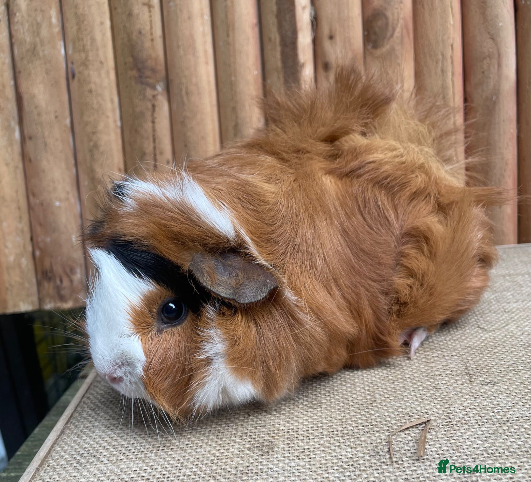 Guinea Pig rodents Gorgeous Funky Baby sow - Advert 1
