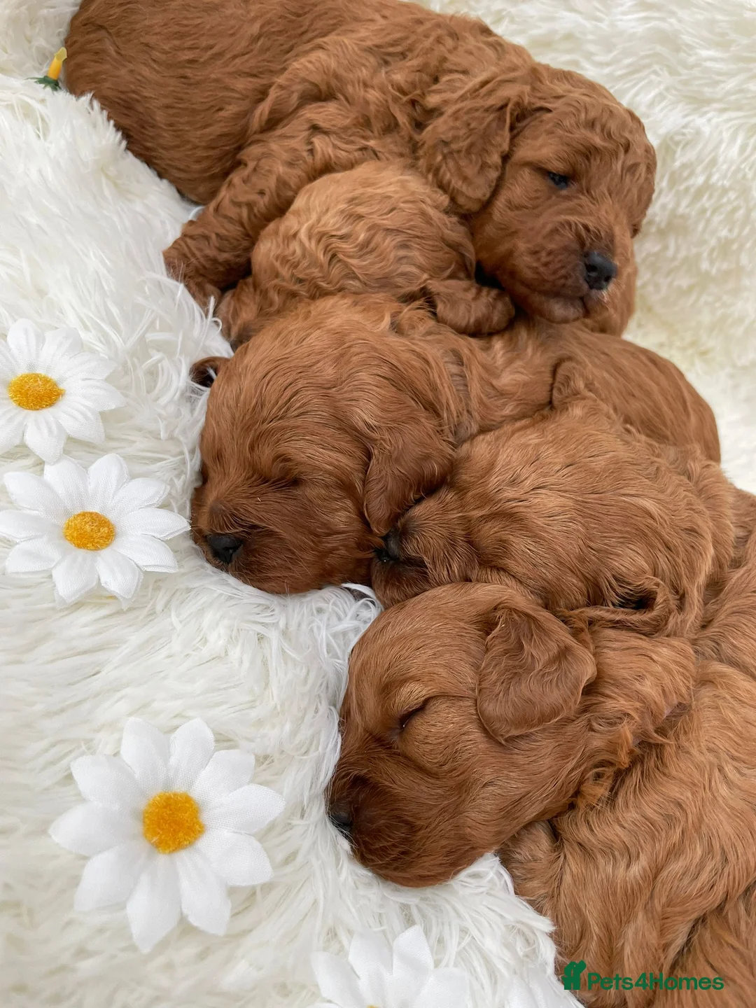Cavapoo dogs for sale: Cavapoo puppies F1b  - Advert 1