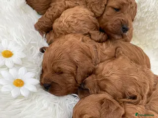 Cavapoo dogs Cavapoo puppies F1b - Advert 5