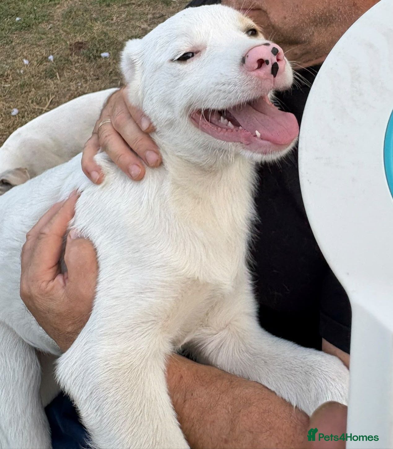 Mixed Breed dogs 🤍 LIANA – A Superb young Girl for a Loving Home🩷 - Advert 2