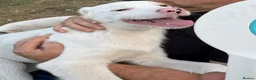 Mixed Breed dogs for adoption: 🤍 LIANA – A Superb young Girl for a Loving Home🩷 - Advert 2