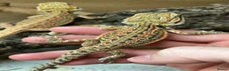 Bearded Dragon reptiles for sale: Stunning Baby Beardies For Sale! - Advert 7