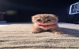 Scottish Fold cats for sale: ⭐️ Beautiful Scottish Folds ⭐️ - Image 1