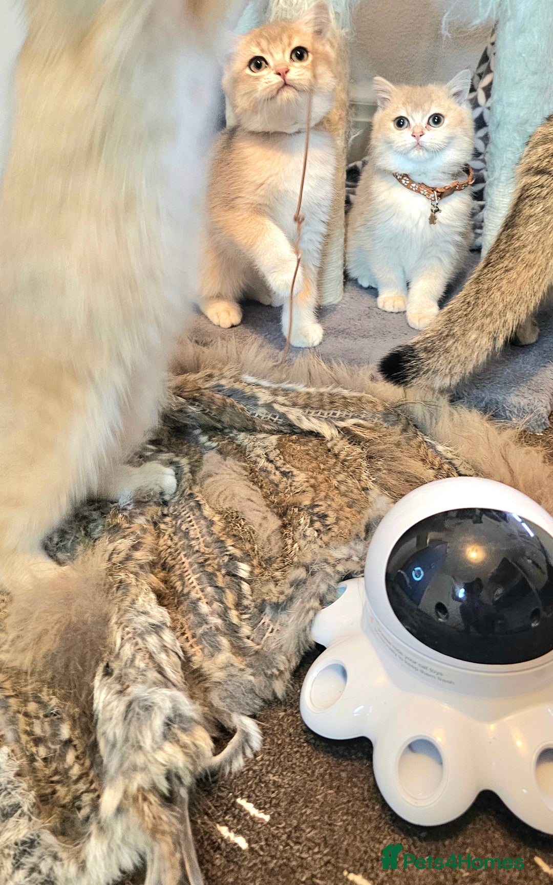 British Shorthair cats for sale: BSH GOLDEN KITTENS - Advert 7