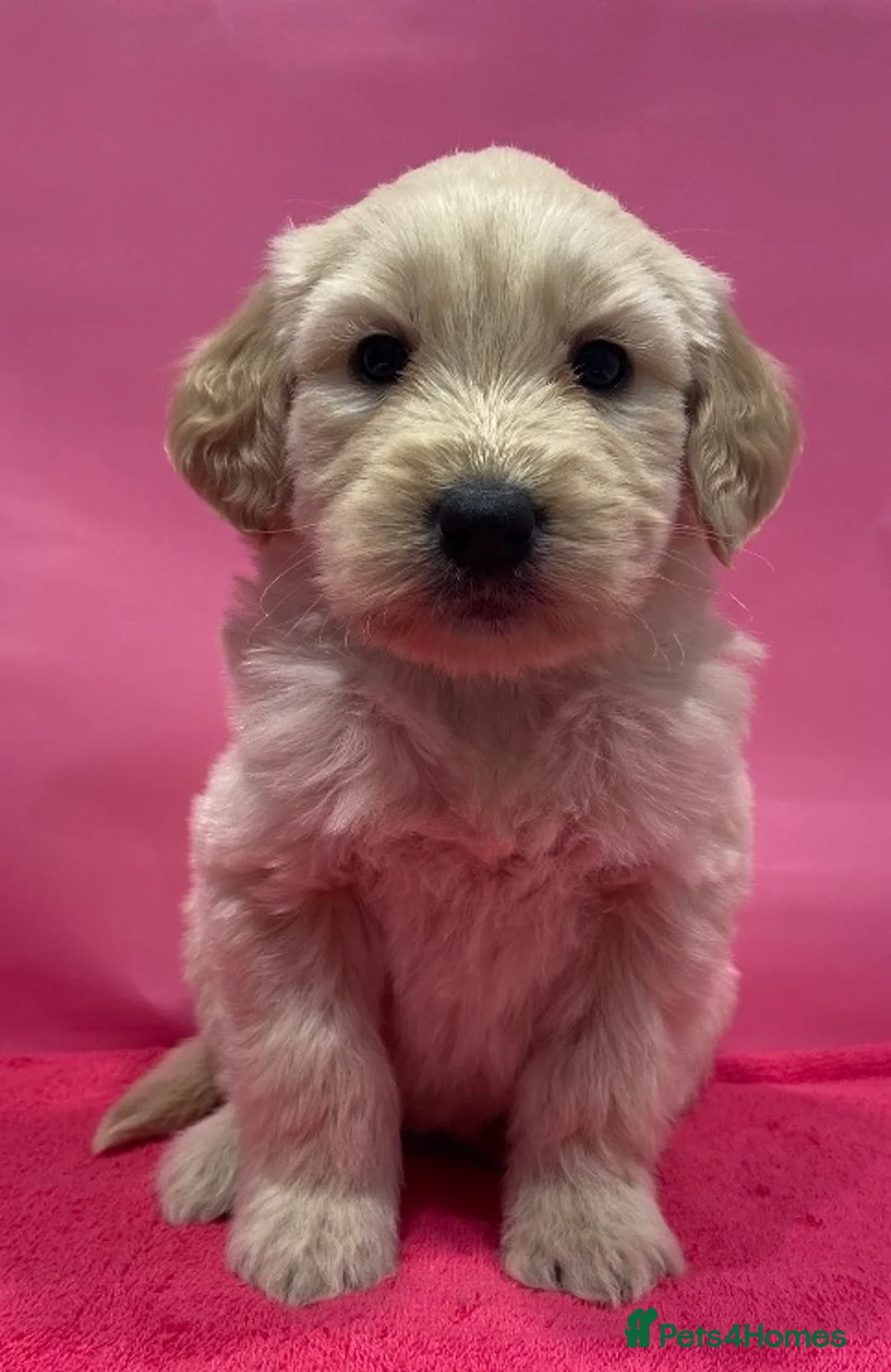 Goldendoodle dogs for sale: F1B Golden doodle pups - Advert 7