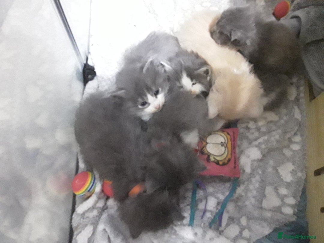 Maine Coon cats for sale: Mainecoon  x ragdolls - Advert 2