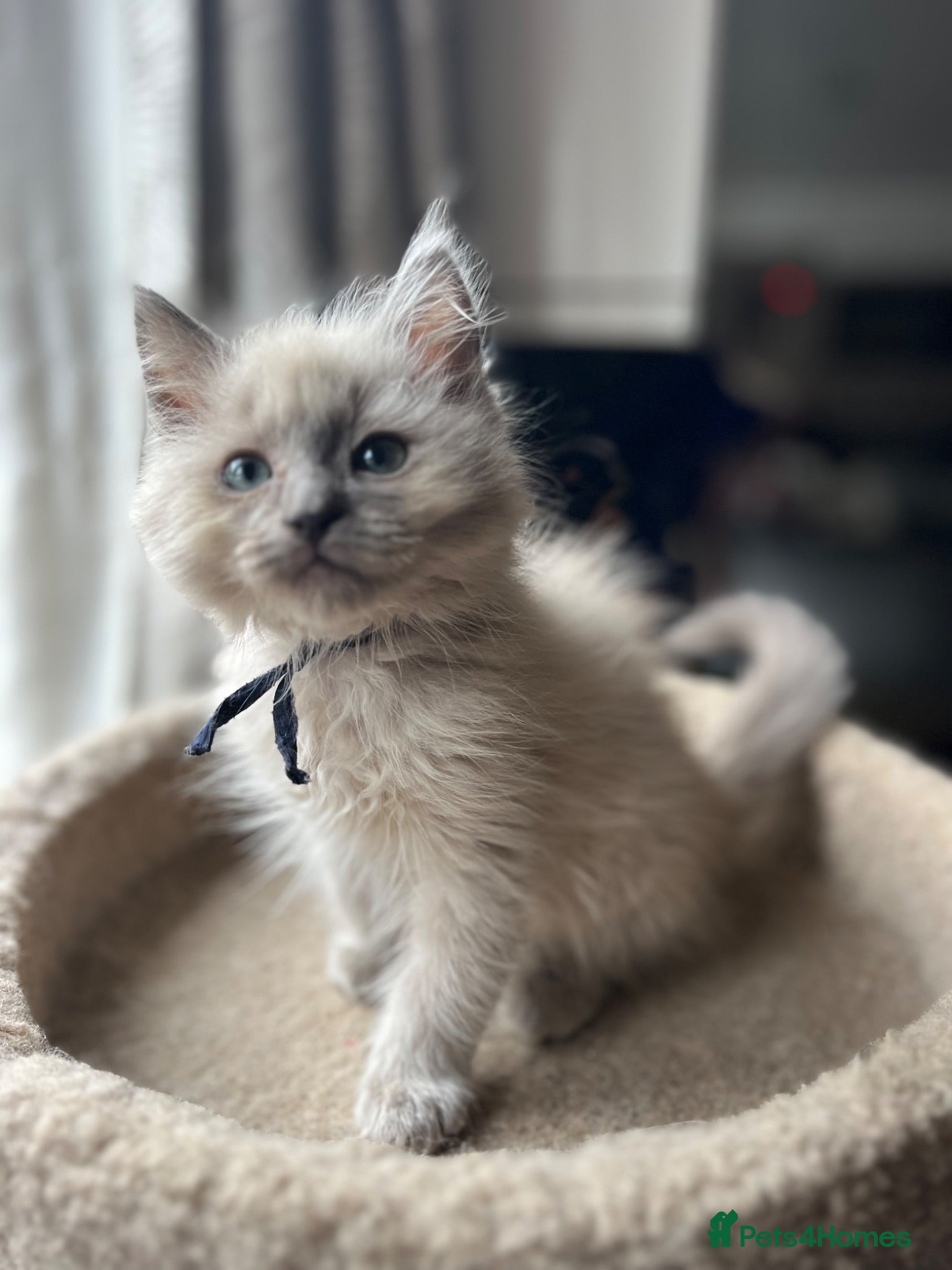Ragdoll cats 🐈 Gorgeous Cherubim ragdoll kittens  - Advert 1