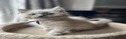 Ragdoll cats for sale: 🐈 Gorgeous Cherubim ragdoll kittens  - Advert 1