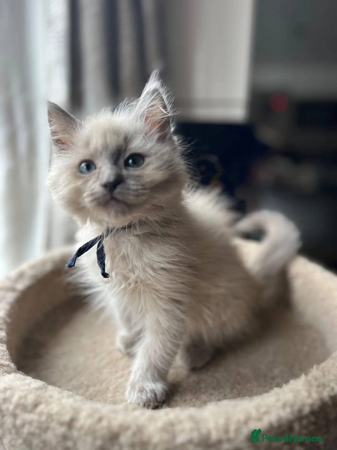 Ragdoll cats for sale: 🐈 Gorgeous Cherubim ragdoll kittens  - Advert 1