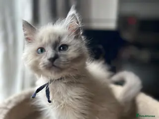 Ragdoll cats 🐈 Gorgeous Cherubim ragdoll kittens - Advert 1