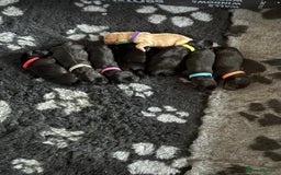 Labrador Retriever dogs for sale: Stunning litter of Labrador puppies - Image 1